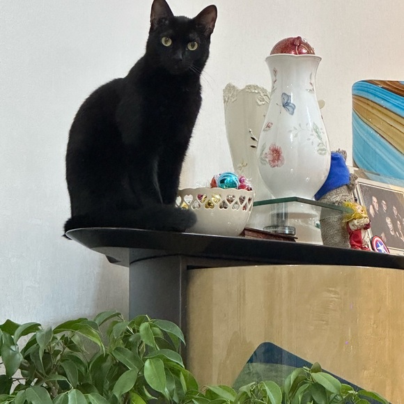 Show  like for notifications - Picture 13 of 16